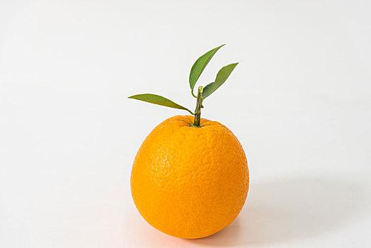 蘋(píng)果